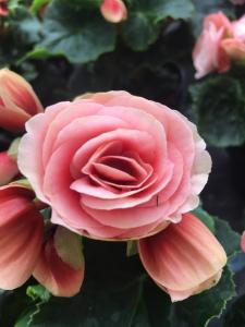 Dainty pink flower picture