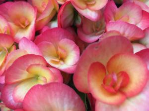 Pink and yellow flowers picture