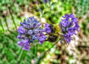 Bee on purple flower picture