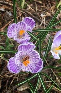 Bee in purple crocus  picture