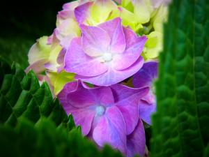 Purple hydrangea   picture