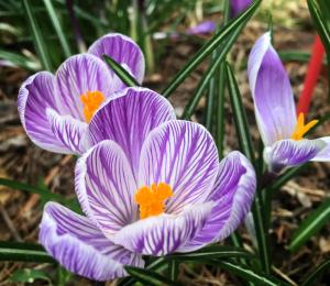 Purple crocus picture