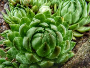 Green succulent picture