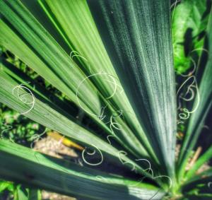 Green leaves picture