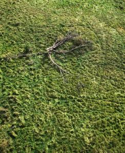 Tree on textured grass picture