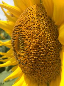 Yellow sunflower side picture