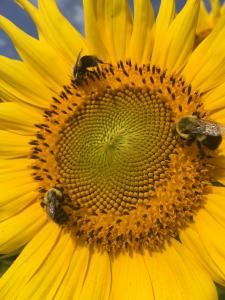 Sunflower with bees picture