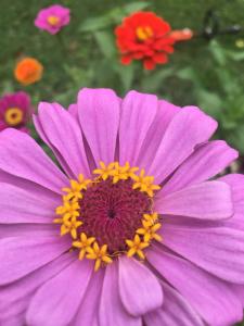 Purple zinnias picture