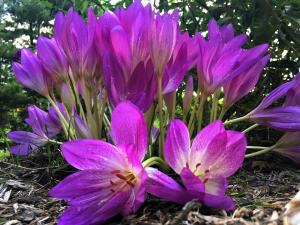 Bright purple crocuses picture