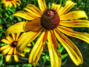 Black eyed Susan  picture