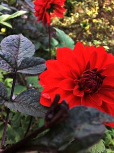 Red dahlia  picture