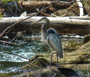 Blue Heron picture