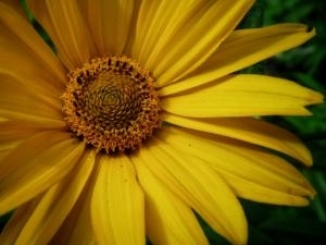 Yellow flower picture