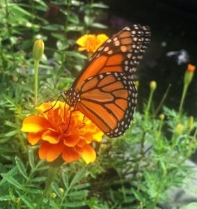 Orange butterfly picture