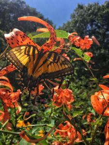 Yellow butterfly picture