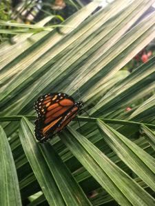 Butterfly on leaves picture