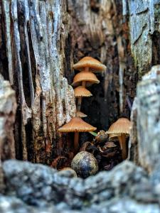 Mushrooms picture