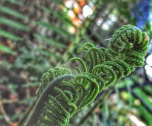 Fern picture