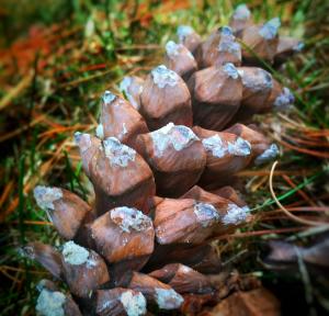 Pinecone picture