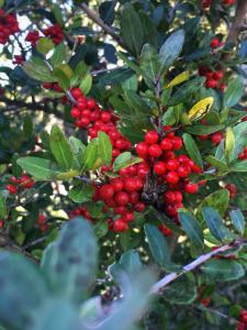 Red berries picture