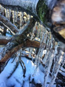 Icicles on tree picture