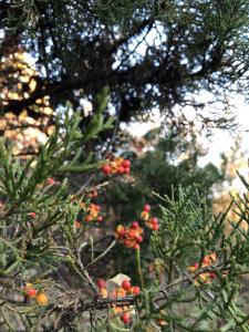 Berries behind greenery picture