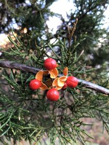 Greenery behind red berries picture