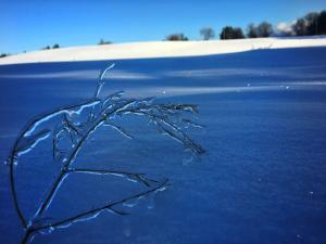 Frozen branch with snow picture