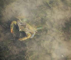 Crab underwater picture