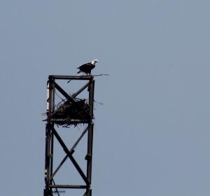 Bald eagle sitting picture