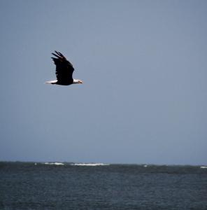 Bald eagle flying picture