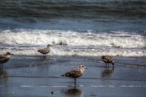 Birds by waves picture