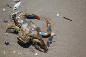 Blue crab with barnacles  picture