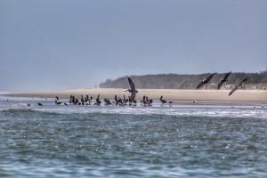 Birds flying picture