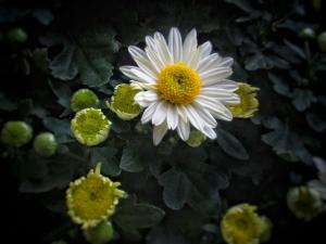 White daisy dark background picture