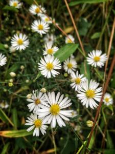 Small white flowers picture