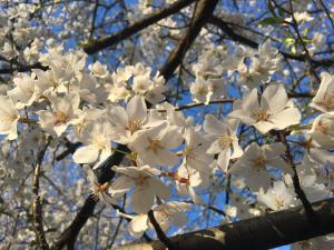 Cherry blossoms picture