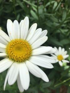 White daisy  picture