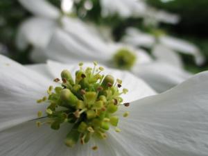 Dogwood picture