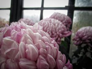 Big pink flower near window picture