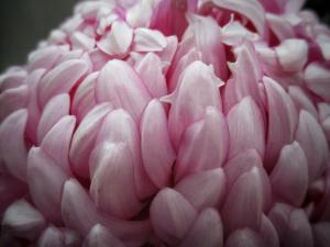 Up close big pink luscious flower  picture