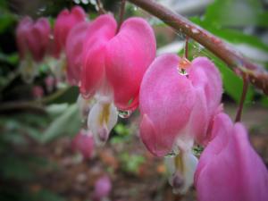 Bleeding hearts picture