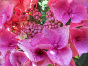 All pink flowers picture