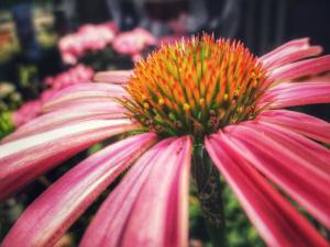 Pink cone flower picture