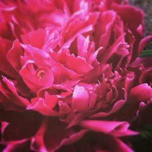 Deep pink peony picture