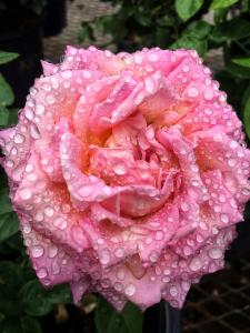 Pink rose with raindrops picture