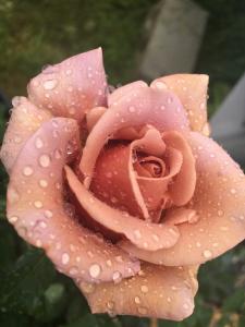 Rose with raindrops picture